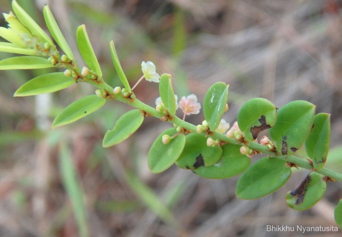 Phyllanthus wheeleri G.L.Webster